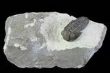 Gerastos Trilobite Fossil - Foum Zguid #69740-1